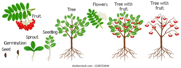 Cycle of growth of a red rowan plant on a white background. 