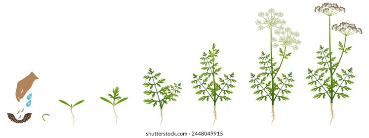 Cycle of growth of regular cumin plant isolated on a white background.