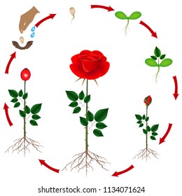 life cycle of a rose diagram