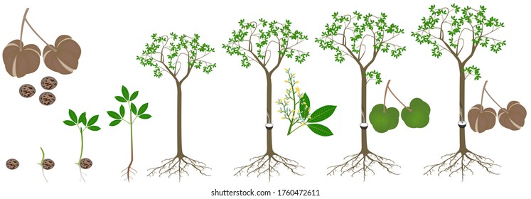 Cycle of growth of rubber tree Hevea brasiliensis plant on a white background.