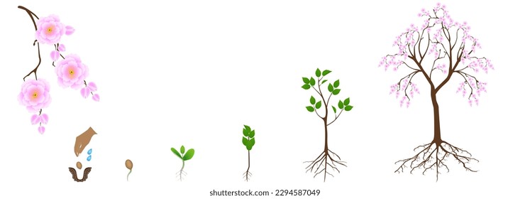 Ciclo de crecimiento del árbol sakura sobre un fondo blanco.