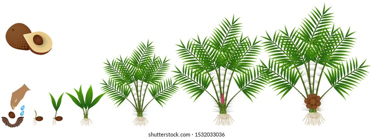 Cycle of growth of Salak or Snake Fruit (Salacca zalacca) plant on a white background.