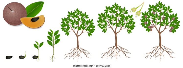 Cycle of growth of sapote fruit plant on a white background.