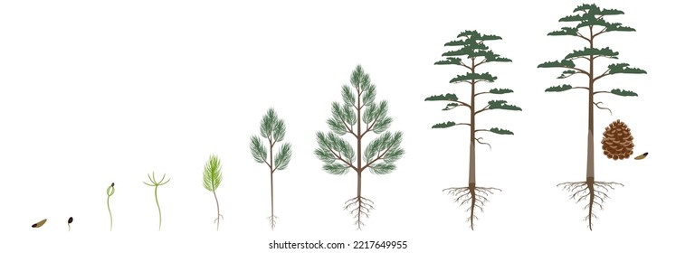 Cycle of growth of scots pine tree on a white background.