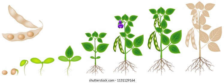 Cycle of growth of soybean plant isolated on white background.