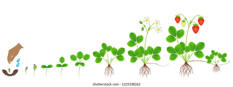 Cycle of growth of a strawberry plant on a white background.