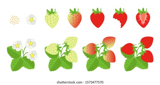 Cycle of growth of a strawberry plant. Vector illustration of strawberries. Set of strawberries. Flower, green, ripe, bitten strawberry, strawberry half. Strawberry on white background.