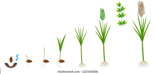 Cycle of growth of a sugarcane plant on a white background.