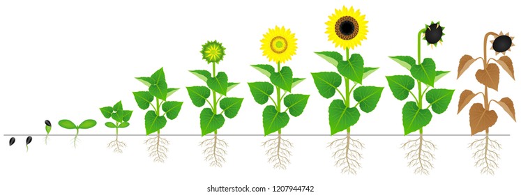 Cycle of growth of sunflower plant isolated on white background.