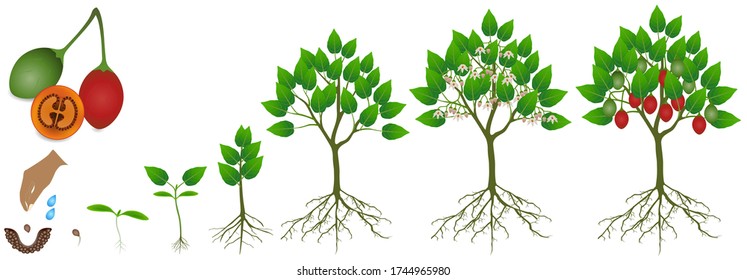 Cycle of growth of tamarillo plant on a white background.