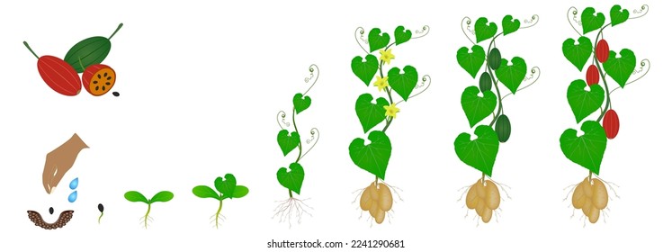 Cycle of growth of a tladianta dubious plant isolated on a white background.