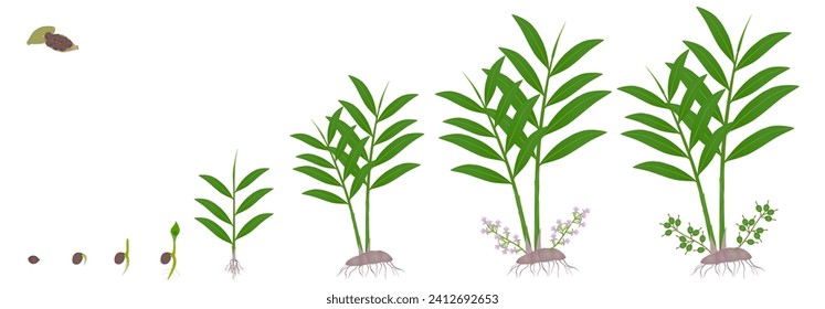 Cycle of growth of true cardamom elettaria cardamomum plant on a white.