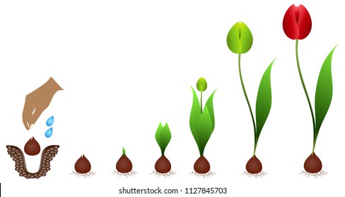 Cycle of growth of a tulip plant isolated on a white background.