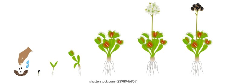 Cycle of growth of venus flytrap plant on a white background.