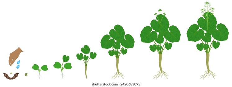 Cycle of growth of wasabi eutrema japonica plant isolated on a white background.