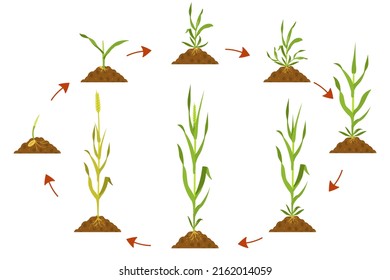 Cycle growth wheat in agriculture. Wheat development cycle infographic from seed to harvest.
