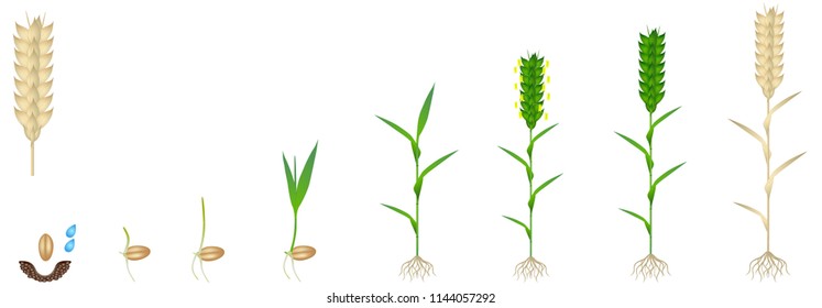 Cycle of growth of a wheat plant on a white background.