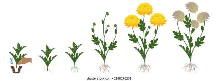 Cycle of growth of a yellow chrysanthemum flowers isolated on a white background.