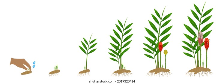 Cycle growth of zingiber spectabile ginger plant from the rhizome on a white background.