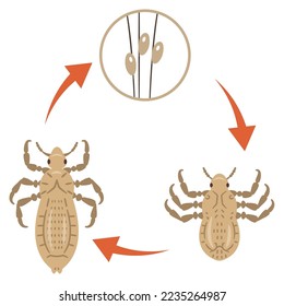 Ciclo de piojos de cabeza, ilustración vectorial