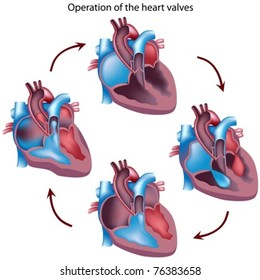 Cycle of heart valves operation