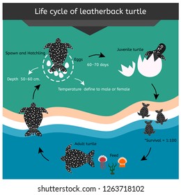 Cycle life of leatherback turtle , it is the biggest turtle in the world , vector infographic