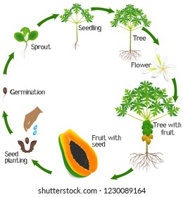 Life Cycle Of A Daffodil Worksheet