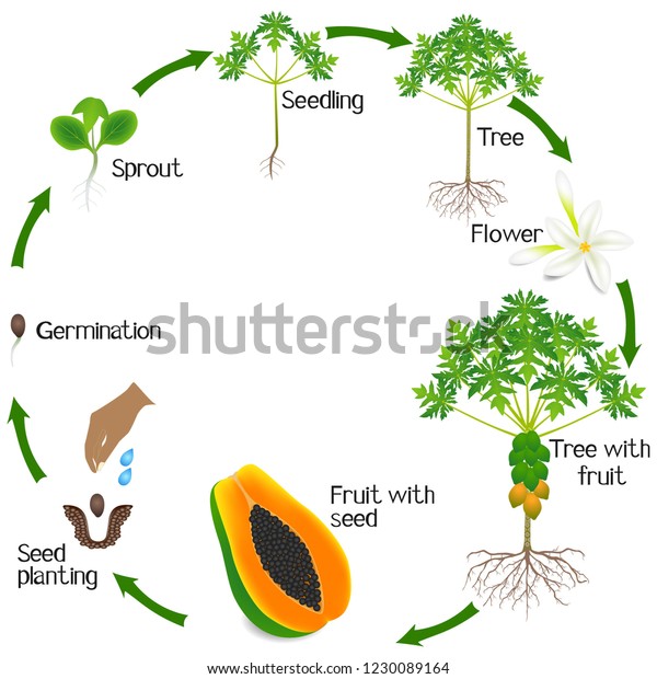 Cycle Papaya Plant Growth Isolated On Stock Vector (Royalty Free ...