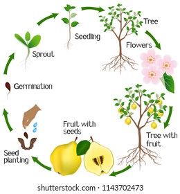 Cycle of a quince plant growth isolated on white background.