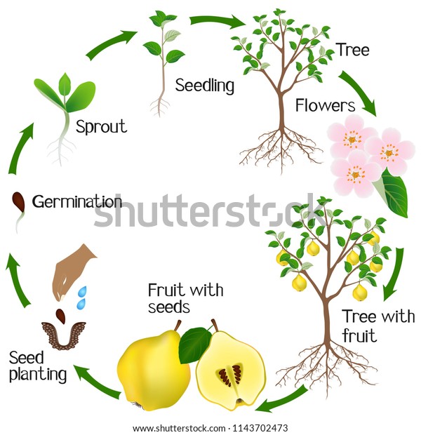 Cycle Quince Plant Growth Isolated On Stock Vector (Royalty Free ...