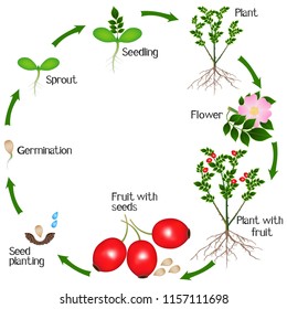 Rose Life Cycle Images, Stock Photos & Vectors 