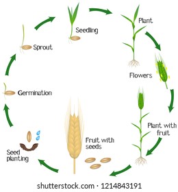 Growth Cycle Millet Plant On White Stock Vector (Royalty Free) 1441763969