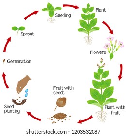 Cycle Tobacco Plant Growth Isolated On Stock Vector (Royalty Free ...