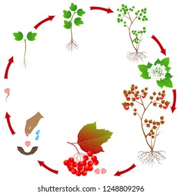 Cycle of a viburnum plant growth isolated on white background.