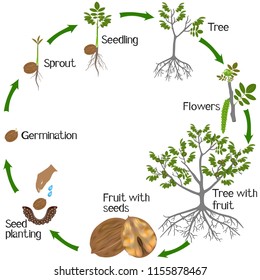 Growth Cycle Cupuacu Cacao Plant On Stock Vector (Royalty Free ...