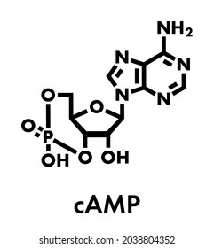 Cyclic adenosine monophosphate (cAMP) second messenger molecule. Plays role in intracellular signal transduction. Skeletal formula.