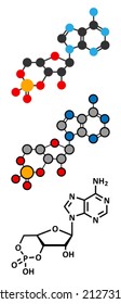 Cyclic adenosine monophosphate (cAMP) second messenger molecule. Plays role in intracellular signal transduction. Stylized 2D renderings and conventional skeletal formula.