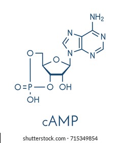 Cyclic adenosine monophosphate (cAMP) second messenger molecule. Plays role in intracellular signal transduction. Skeletal formula.