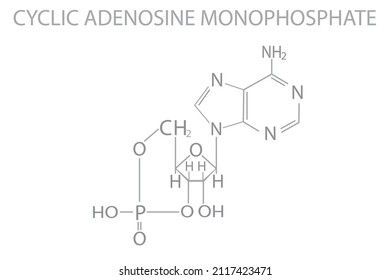 Cyclic Adenosine Monophosphate Chemical Molecular Skeletal Stock Vector ...