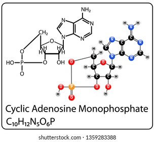 Cyclic Adenosine Monophosphate Molecule Structure