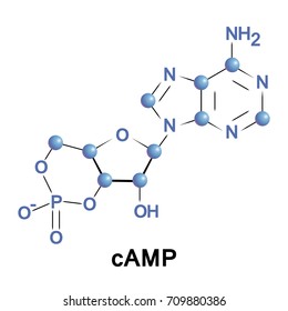 Cyclic adenosine monophosphate is a second messenger important in many biological processes