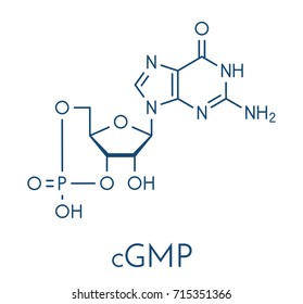 Cyclic guanosine monophosphate (cGMP) molecule. Important second messenger, produced by guanylate cyclase, broken down by phosphodiesterase (PDE). Skeletal formula.