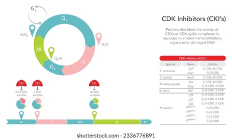 Cyclin Dependent Kinase Inhibitors vector illustration diagram