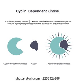 Cyclin dependent kinases scientific vector illustration infographic