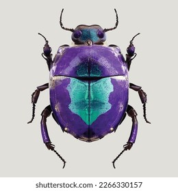 Cyclocephalini laporte violet beetle vector on white background