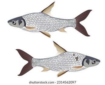 Cyclocheilichthys enoplos on a white background.