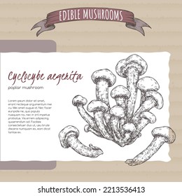 Cyclocybe aegerita aka poplar mushroom sketch on cardboard background. Edible mushrooms series. Great for cooking, traditional medicine, gardening.