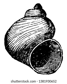 Cyclonema Mollusk is a mollusk radiate from the Paleozoic time, vintage line drawing or engraving illustration.