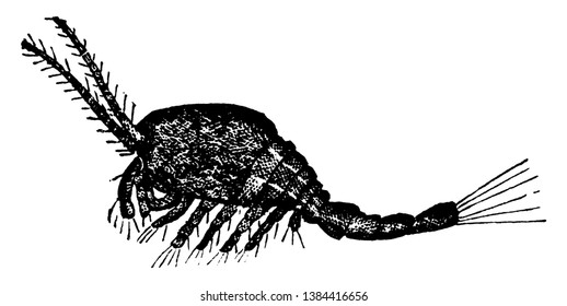 Cyclops whch may be found in every stagnant pool, vintage line drawing or engraving illustration.