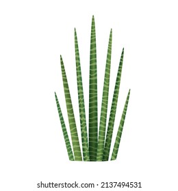 Cylindrical sansevieria houseplant for interior decoration. Vector illustration of home flowers. Trendy home decor with plants, urban jungle.